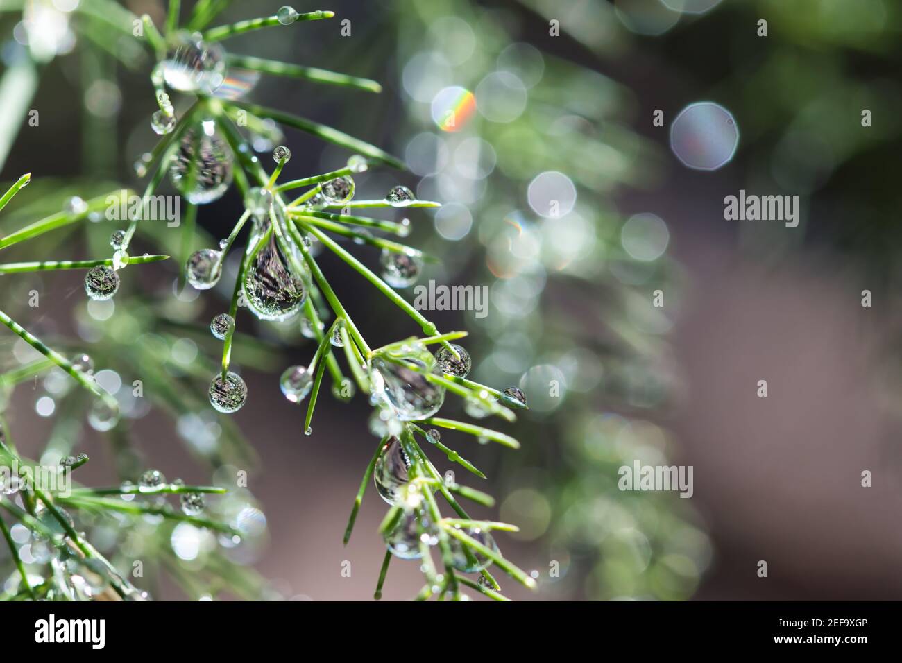 Asparagus delicate green ornamental plant branches with feathery foliage covered with shiny dew, water drops refractions, bokeh blurred background Stock Photo