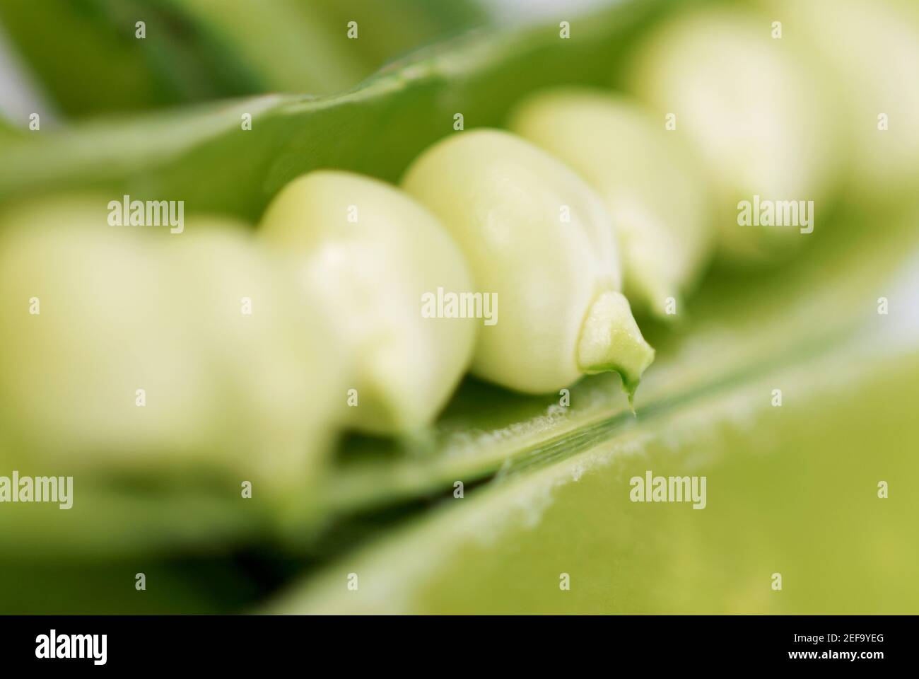 Close-up of peas in a pod Stock Photo