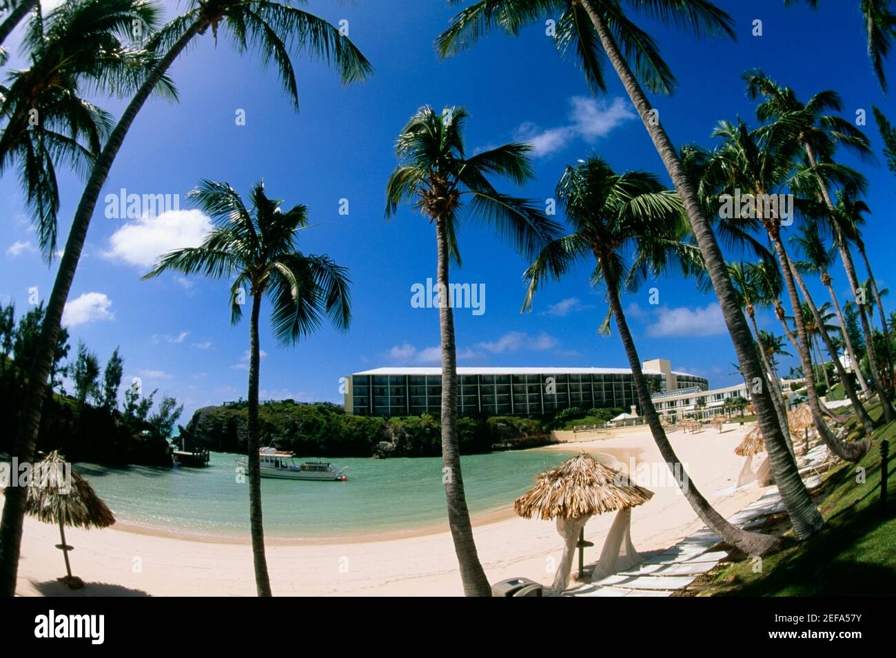 Low angle view of palm trees on a beach, Somesta hotel, Bermuda Stock Photo
