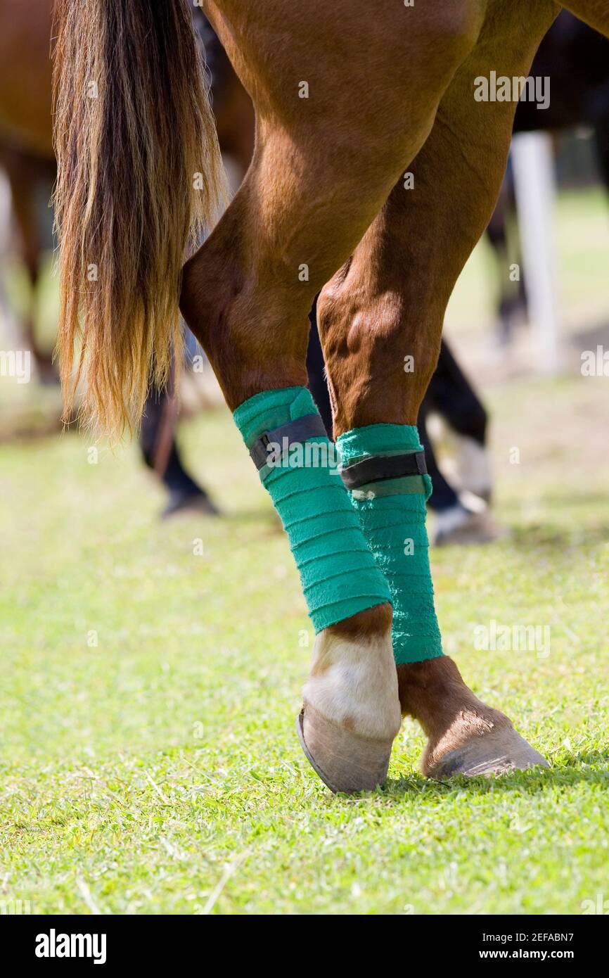 Leg bandages hires stock photography and images Alamy