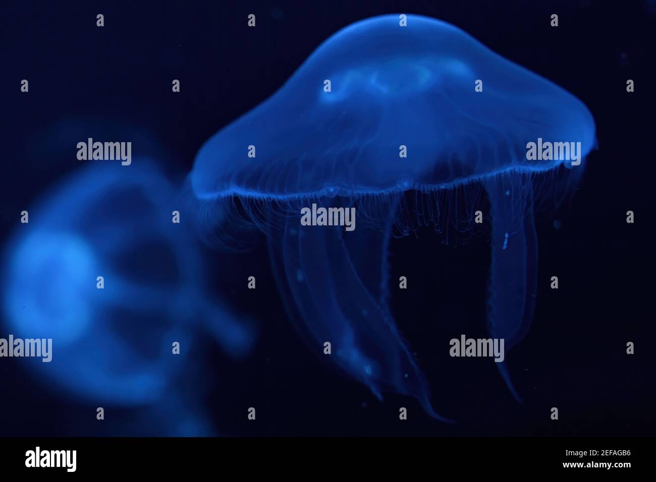Moon Jellyfish Blue Light Stock Photo