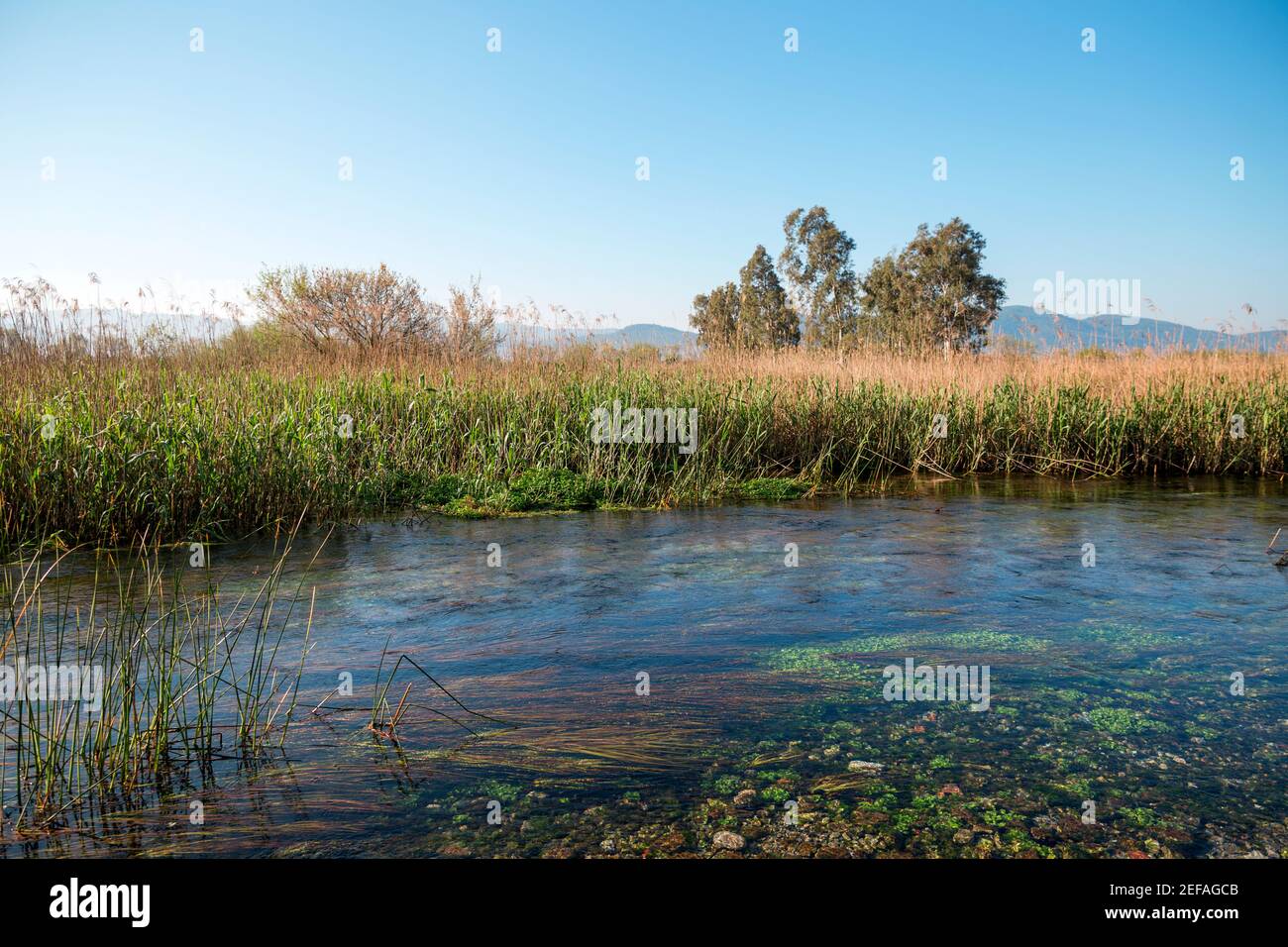Wetland in danube delta hi-res stock photography and images - Alamy