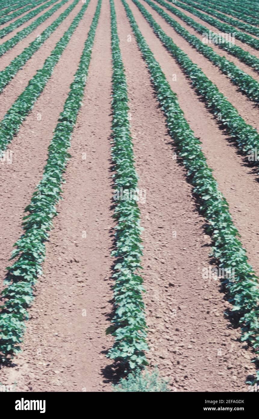 Farm crop texas hi-res stock photography and images - Alamy