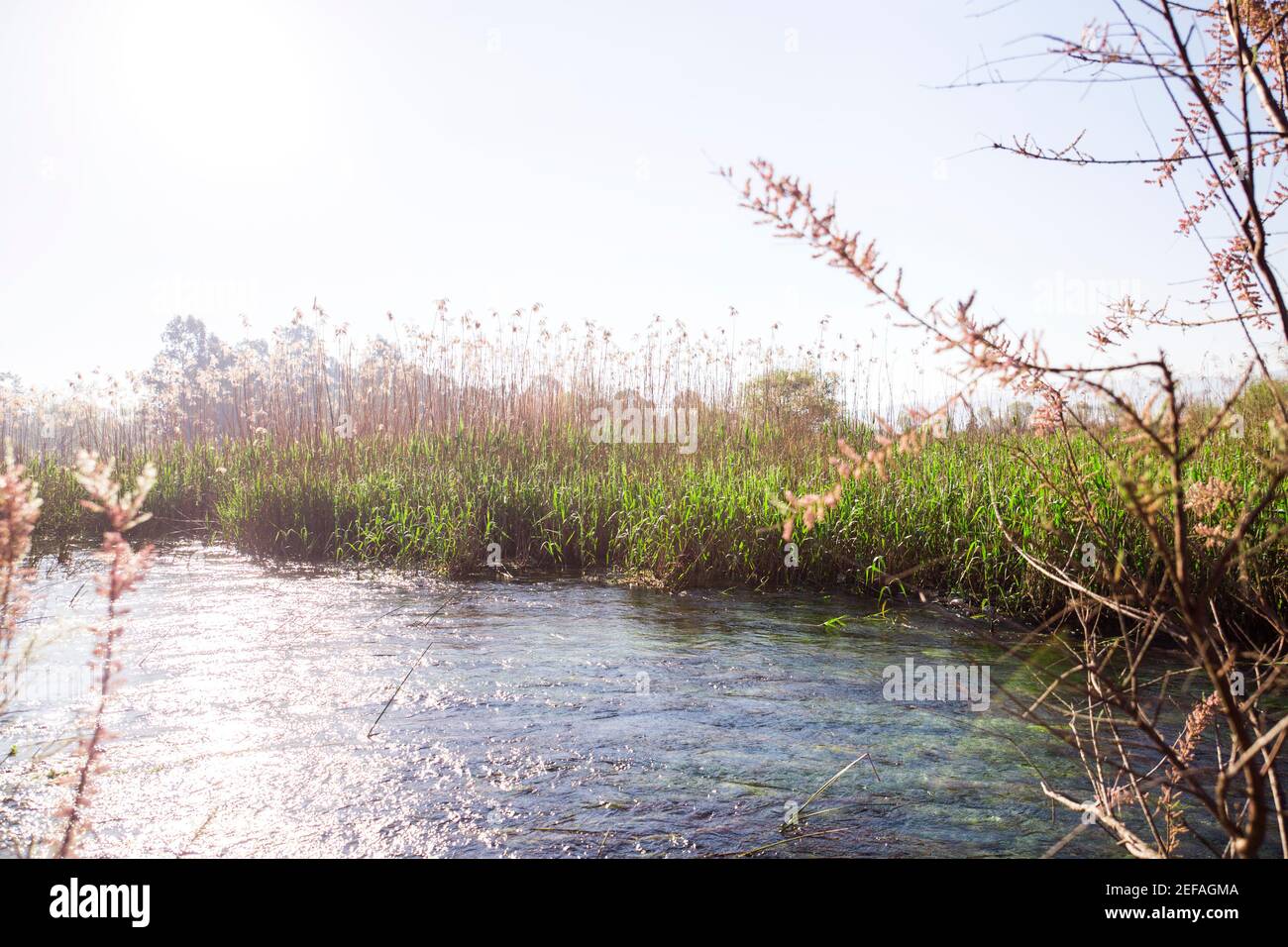 The reeds at the edge of the river in Turkey Stock Photo - Alamy