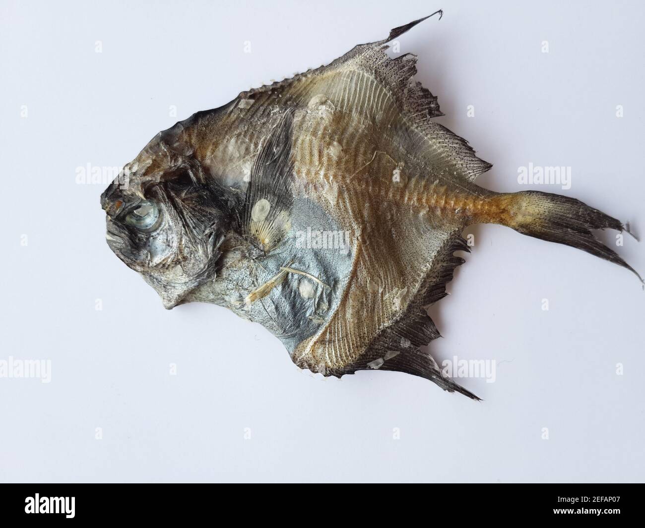 Top view of a dried pomfret fish isolated on white background Stock ...