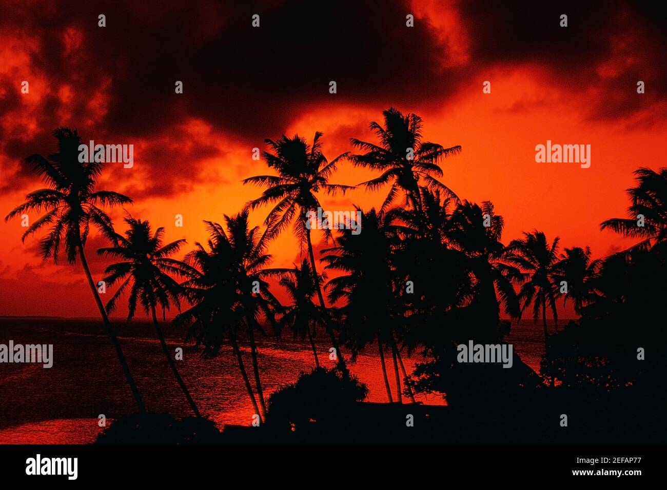 Silhouette of palm tree at dusk, Majuro, Marshall Islands Stock Photo