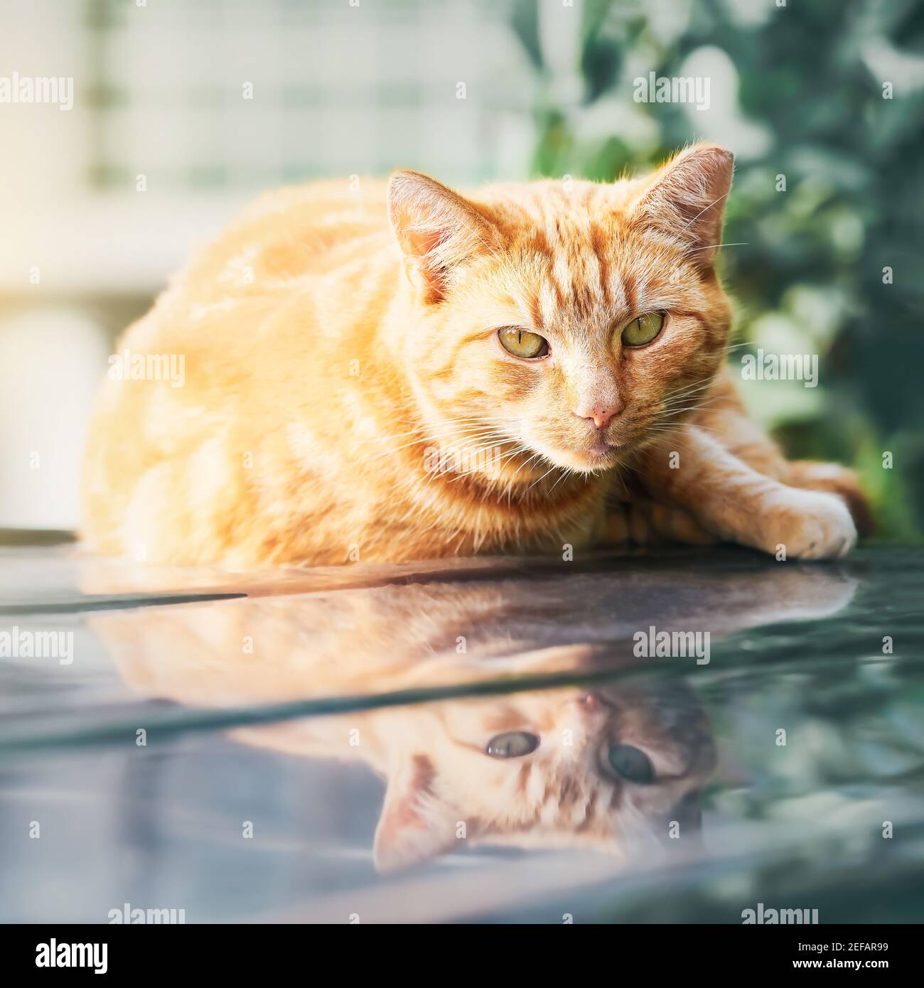 A beautiful red cat lies on the car roof and looks at the camera. Stock Photo