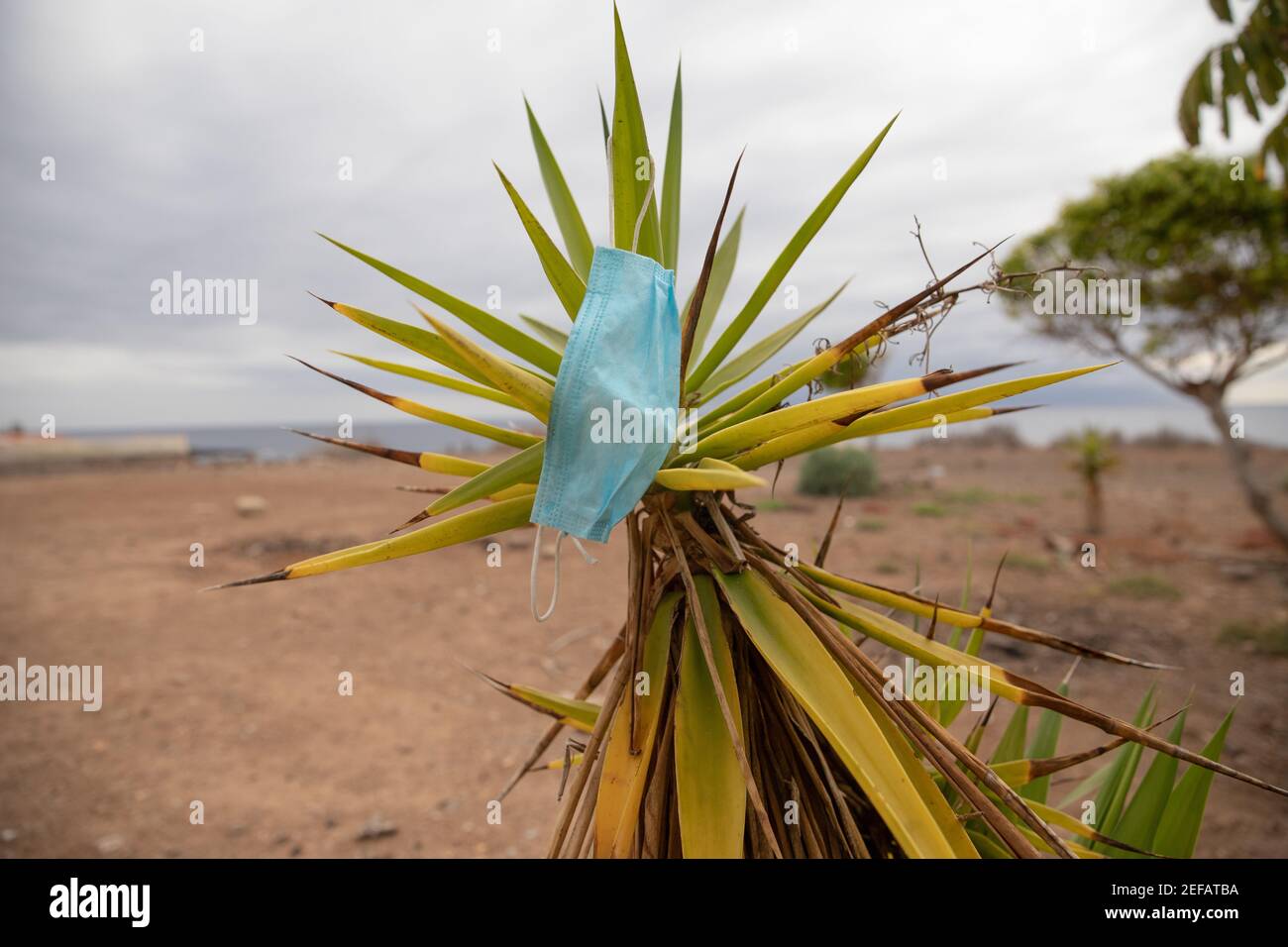 Littered mask during the coronavirus pandemic.  Used mask (in Tenerife, Canary Islands) left on a cactus becomes garbage Stock Photo