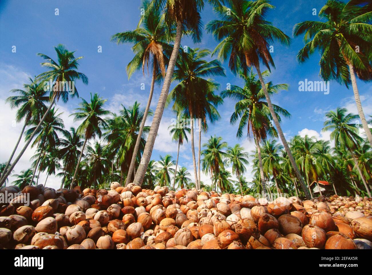 Coconuts from thailand hires stock photography and images Alamy