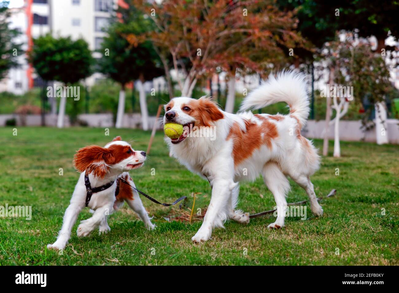 Why Dogs Are So Playful