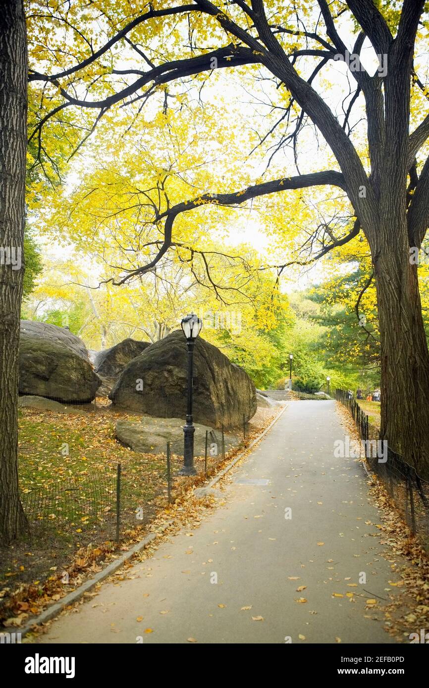 Trees in a park, Central Park, Manhattan, New York City, New York State ...