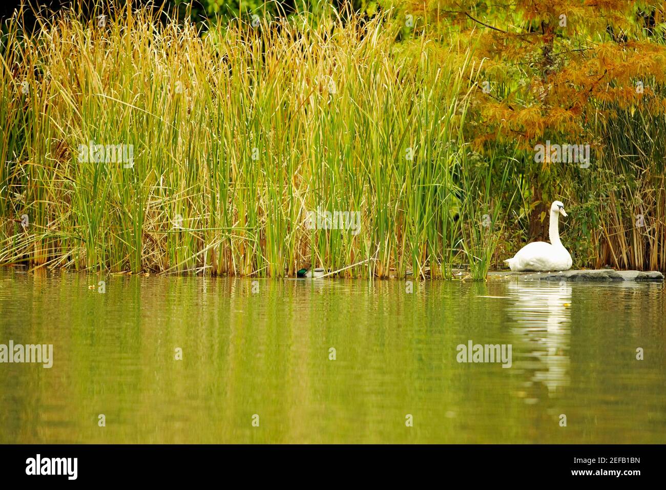 Reflection of a swan in water, Central Park, Manhattan, New York City, New York State, USA Stock Photo