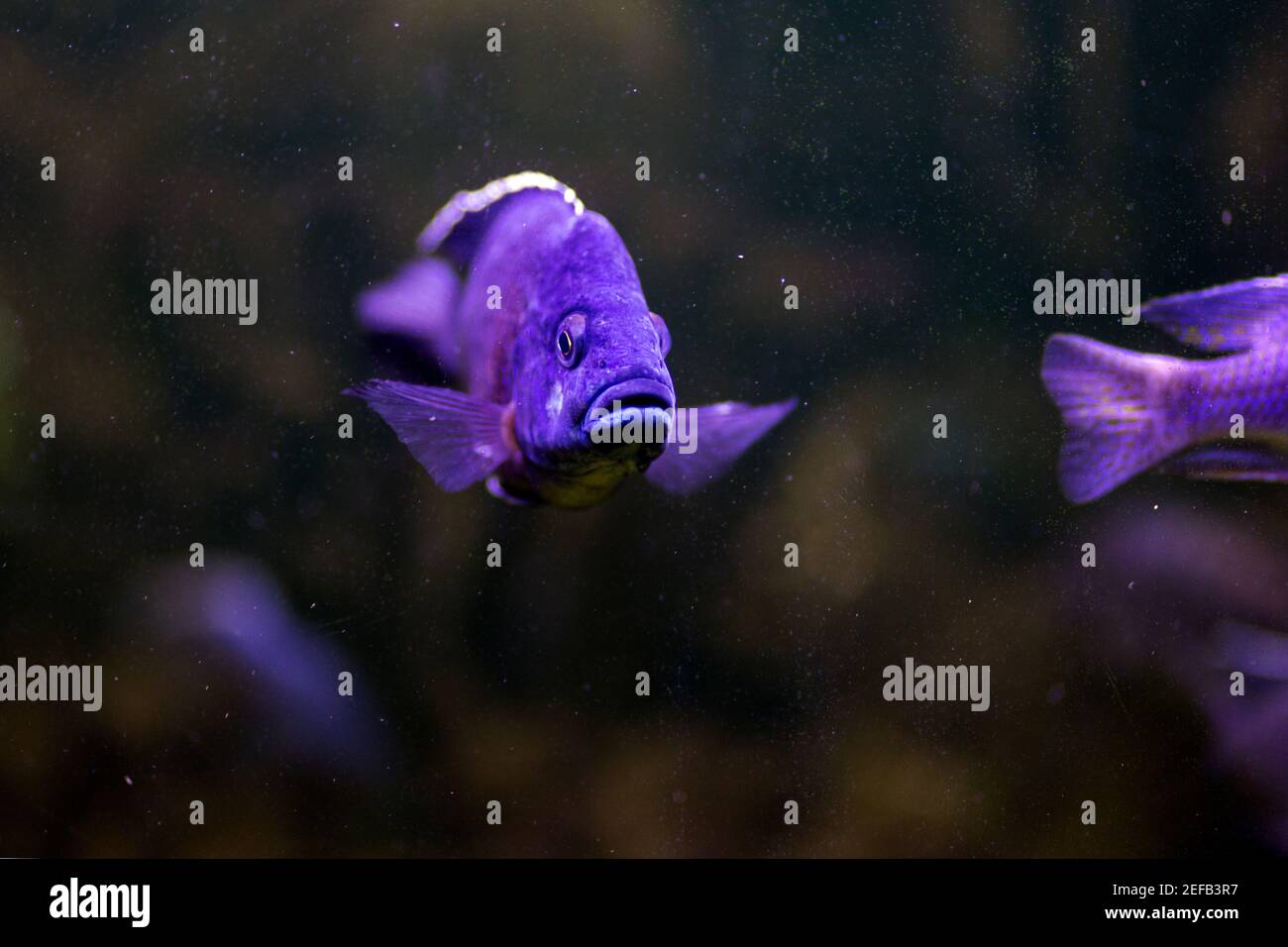 Sciaenochromis ahli in zoo. Cichlid wild fish macro photography. Stock Photo