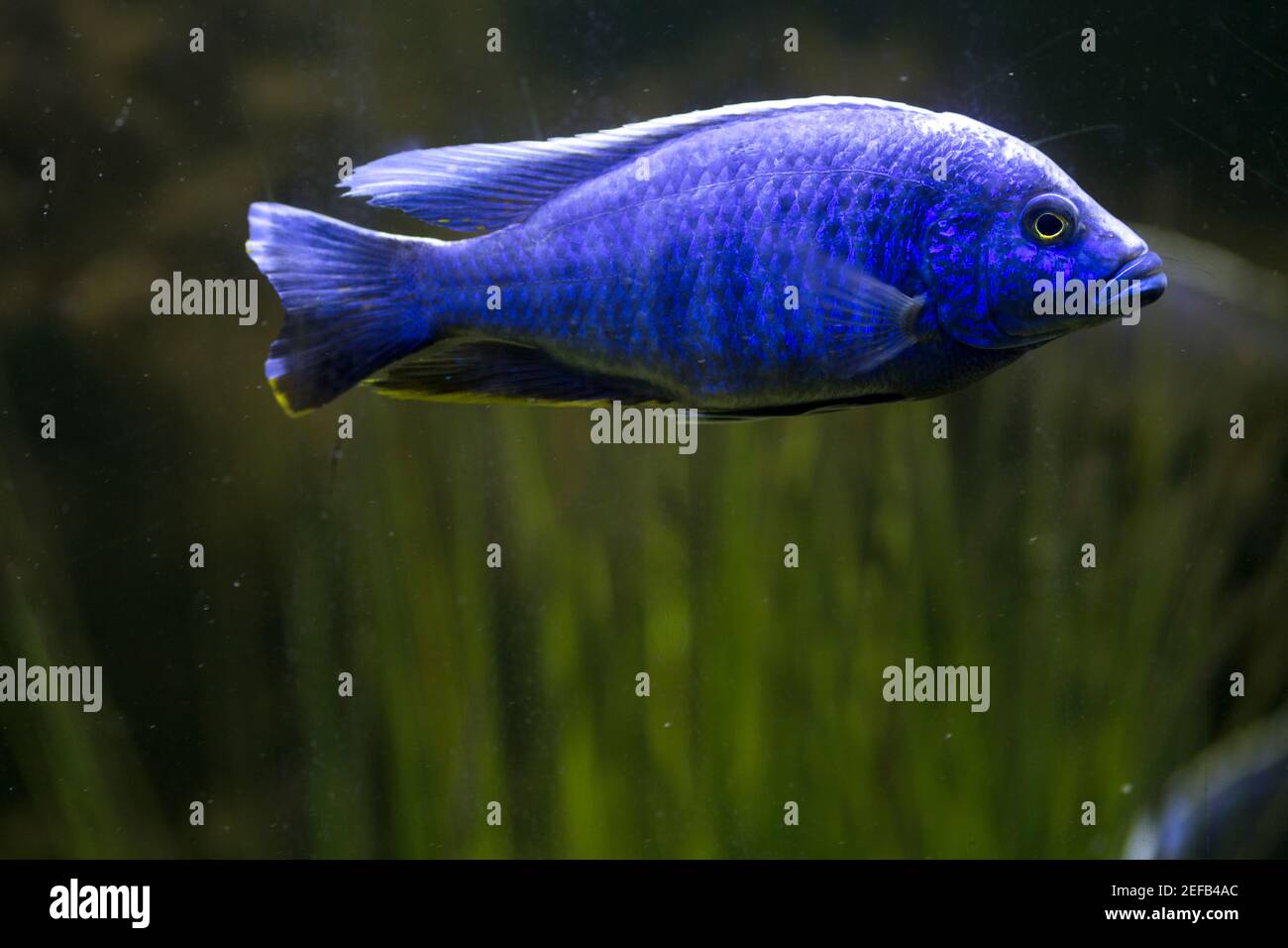 Sciaenochromis ahli in zoo. Cichlid wild fish macro photography. Stock Photo