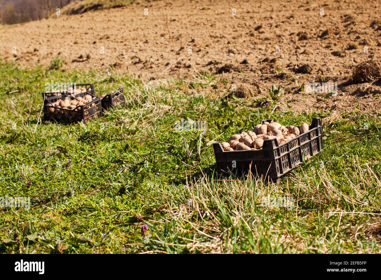 Preparing for annual potato planting in a village Stock Photo Alamy