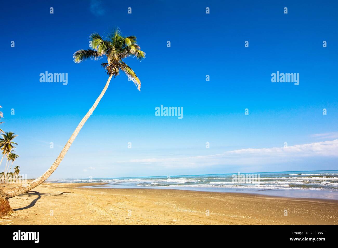 Palm tree on the beach, Ranch Beach, Papantla, Veracruz, Mexico Stock Photo