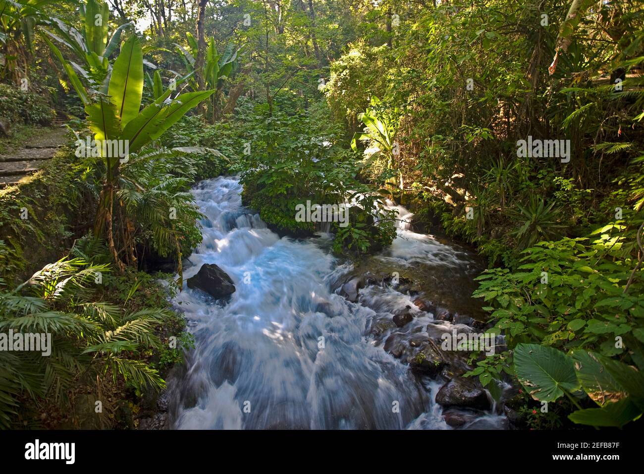 Stream flowing through a forest, Barranca Del Cupatitzio National Park, Uruapan, Michoacan State, Mexico Stock Photo