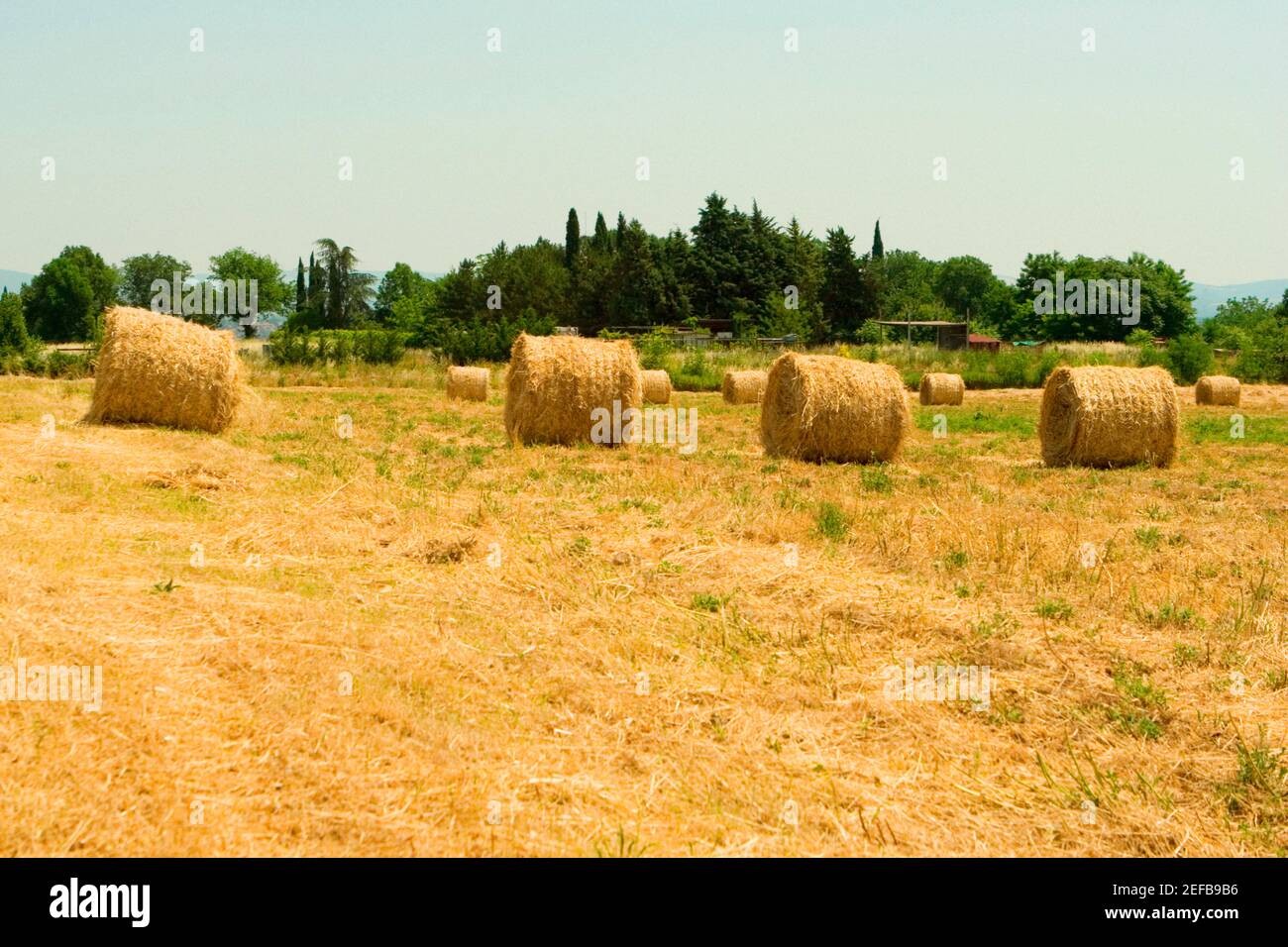 Hay bales in a field, Siena Province, Tuscany, Italy Stock Photo - Alamy