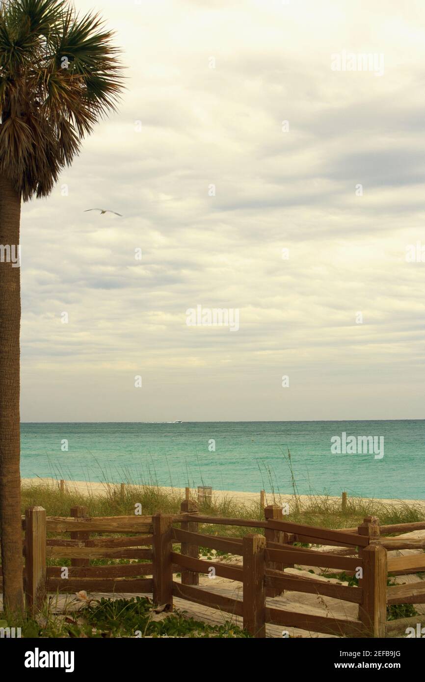 Wooden fence and a palm tree on the beach Stock Photo - Alamy