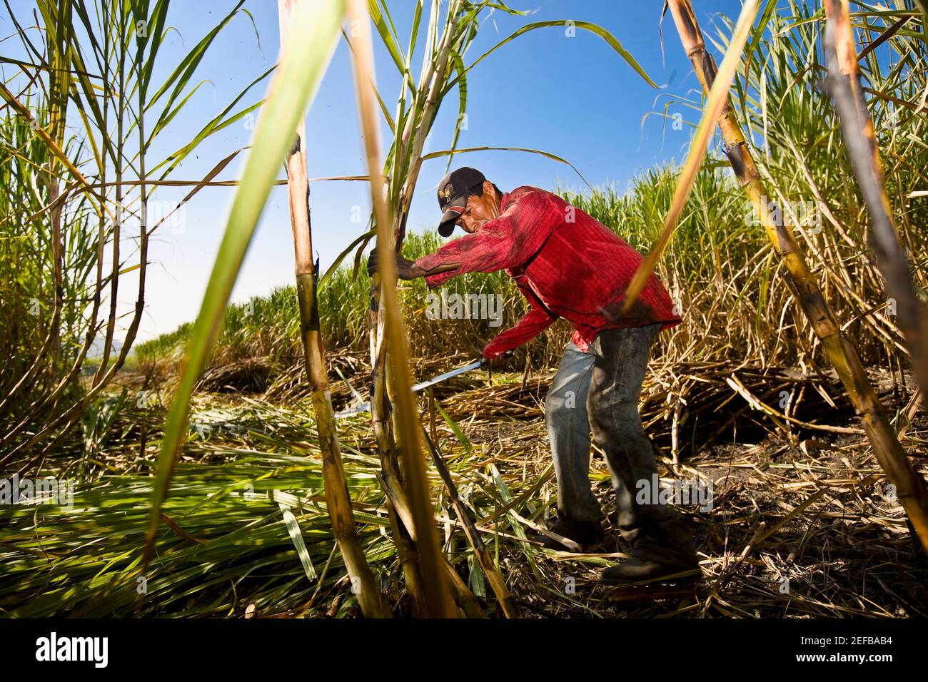 Farmer harvesting sugar canes in a field, Tamasopo, San Luis Potosi, San Luis Potosi State, Mexico Stock Photo