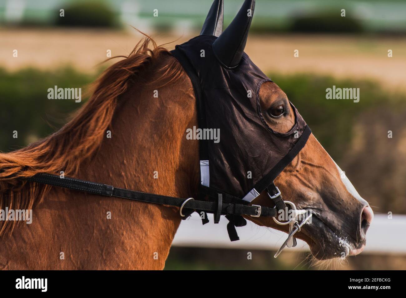 portrait of horse with horse racing mask Stock Photo Alamy