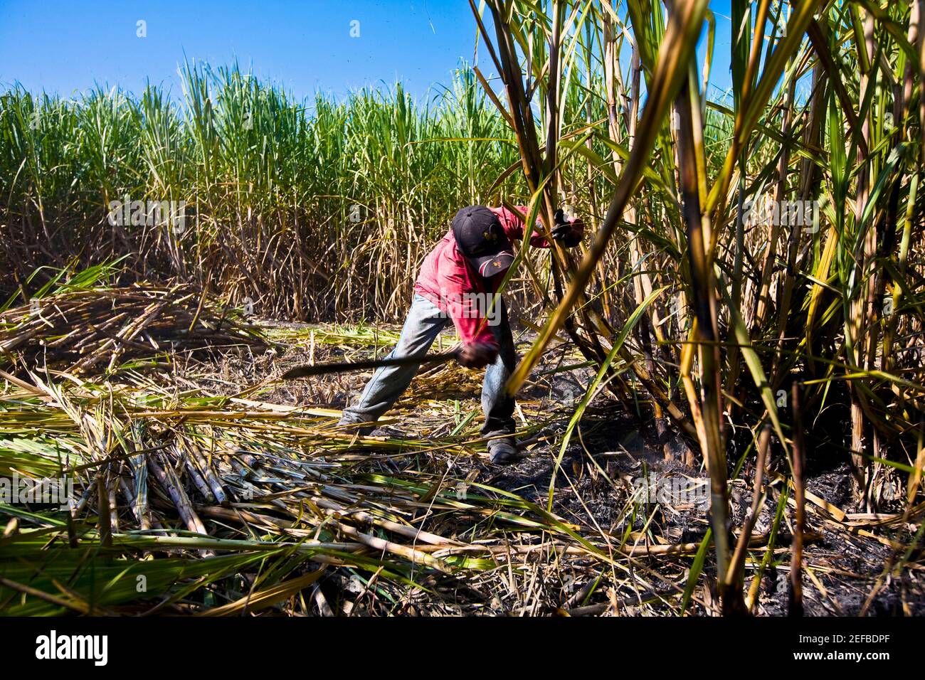 Farmer harvesting sugar canes in a field, Tamasopo, San Luis Potosi