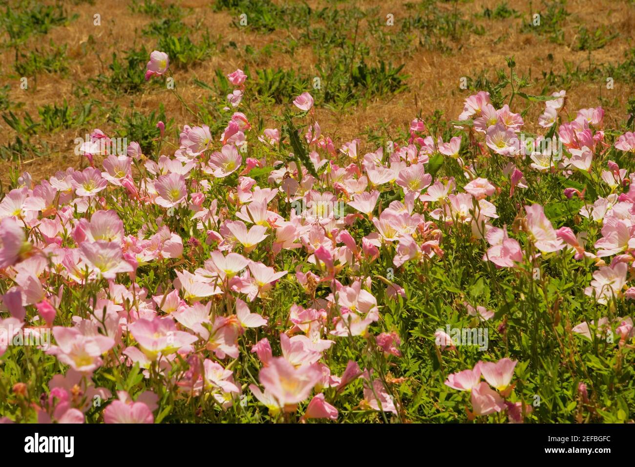 Journey field hi-res stock photography and images - Alamy