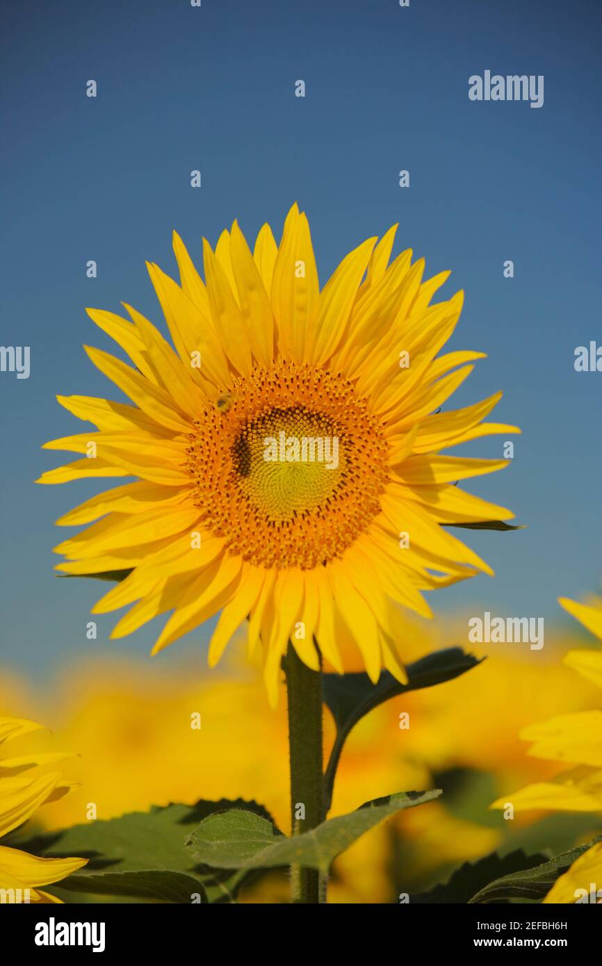 Close up sunflower dof hi-res stock photography and images - Alamy