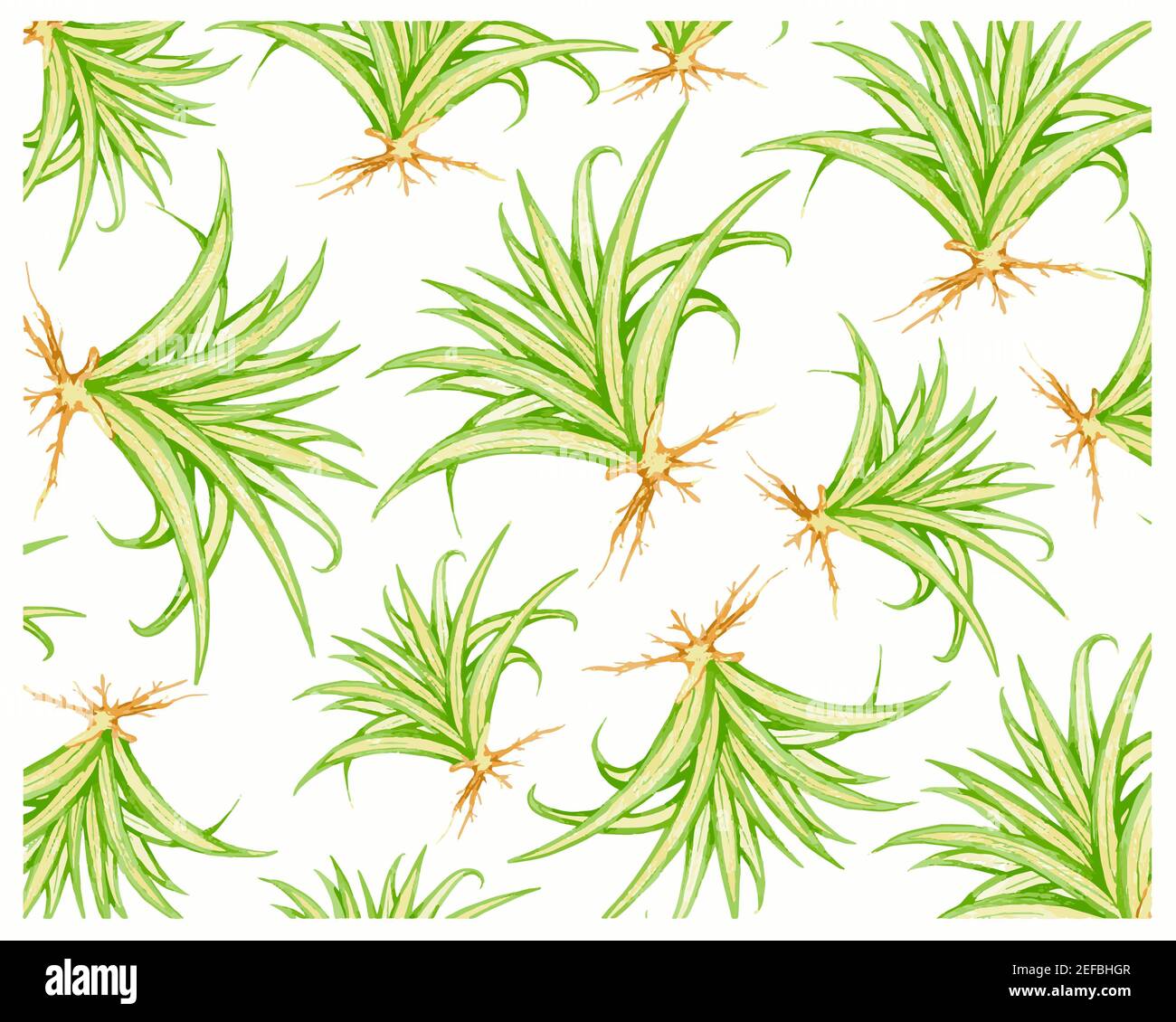 Illustration Background of Pandanus Veitchii Plants or Stripes Screw Pine Decoration in The Beautiful Garden. A Agave Plants with Thick and Fleshy Lea Stock Photo