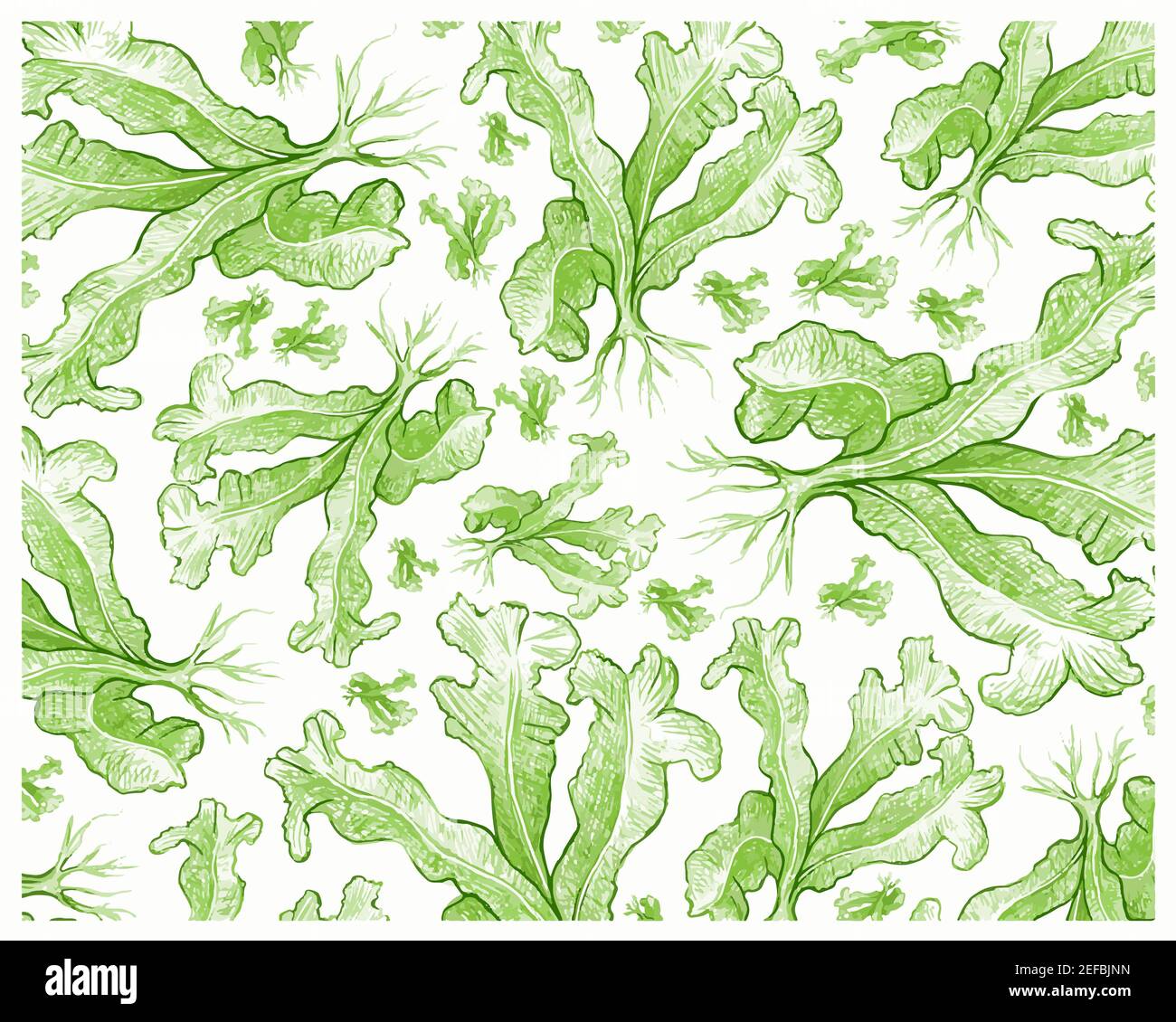 Illustration Background of Green Bird's Nest Fern or Asplenium Nidus Plants for Garden Decoration. Stock Photo