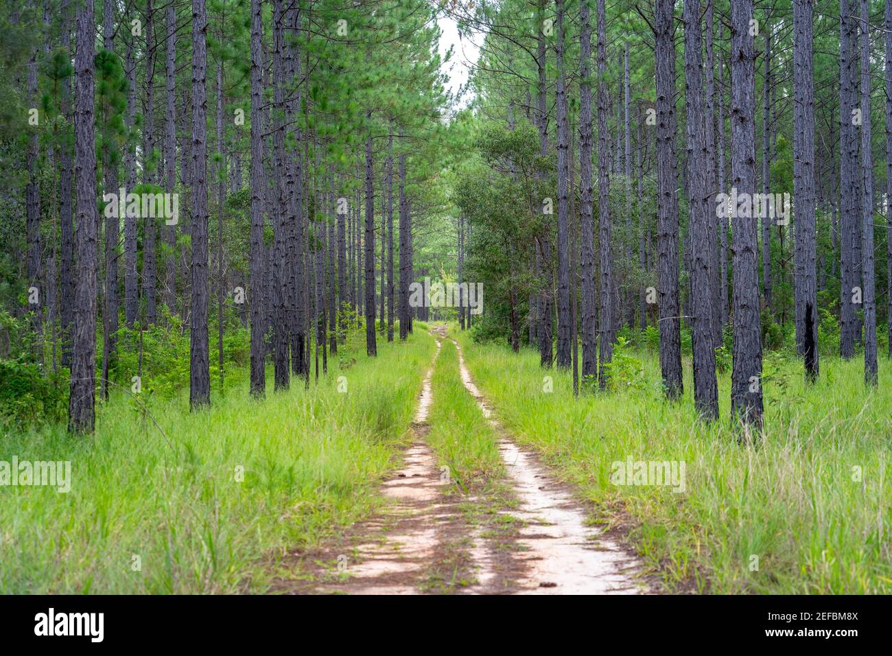 Unpaved road through a pine tree forest Stock Photo