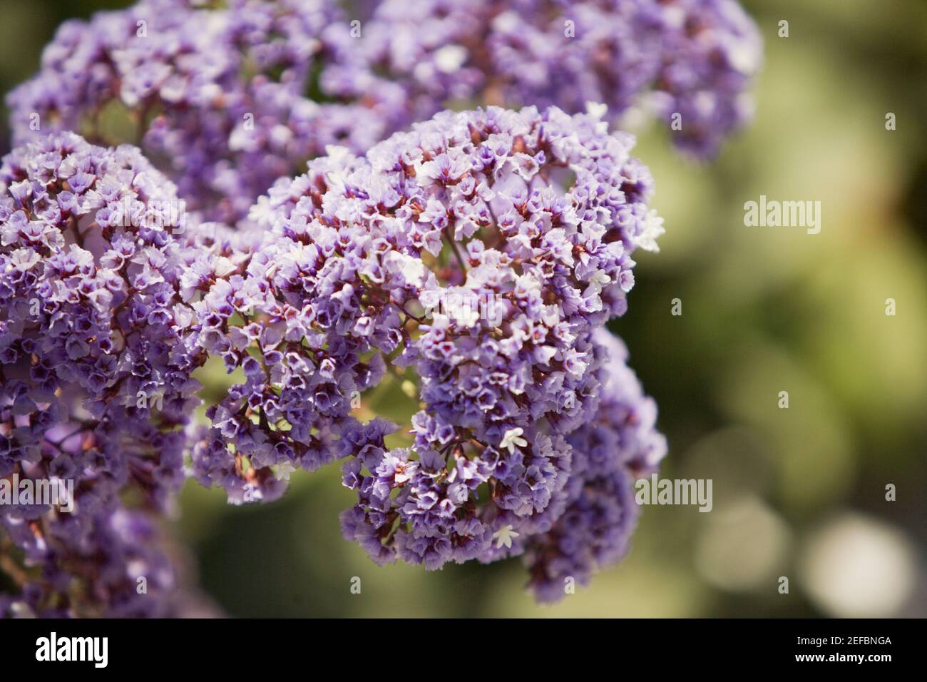 Closeup of a cluster of purple flowers Stock Photo Alamy