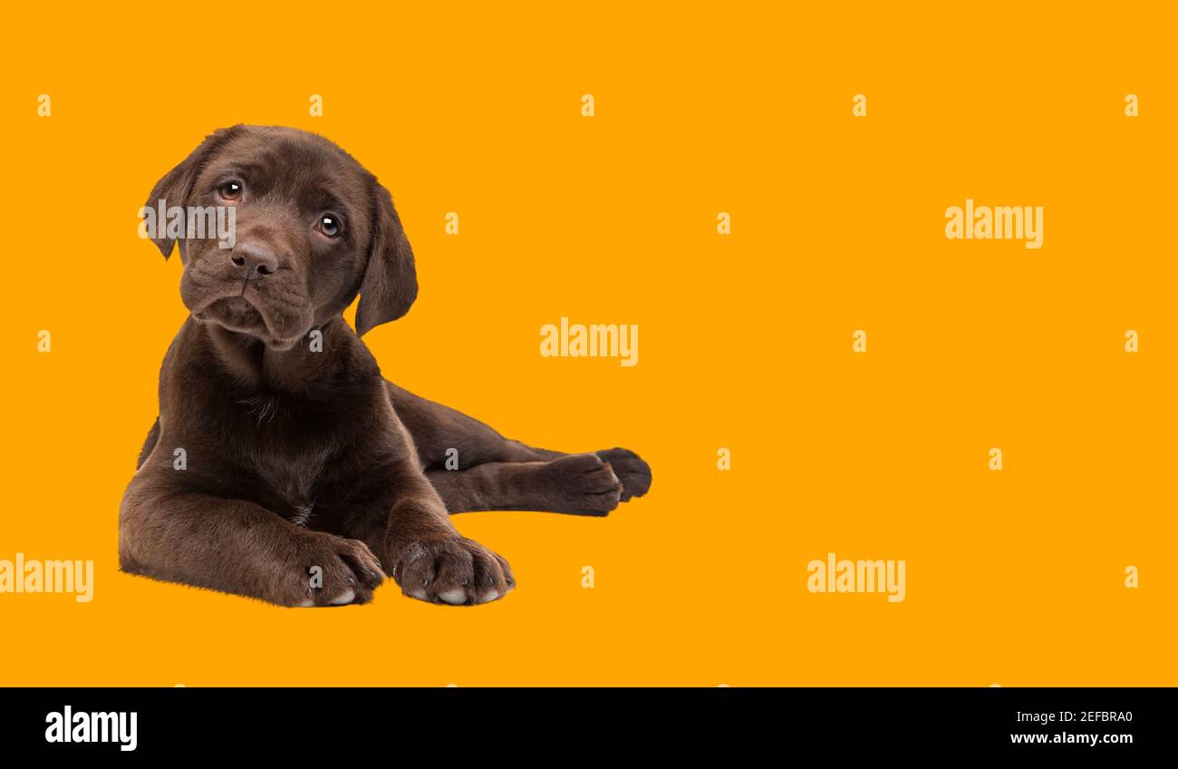 Beautiful happy chocolate Labrador puppy dog isolated on bright vibrant orange background Stock Photo