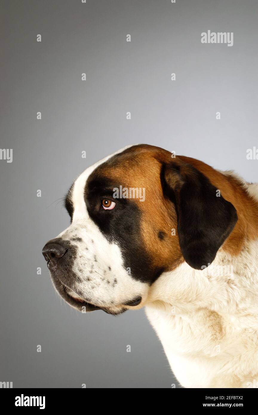 Side profile of a St. Bernard dog Stock Photo