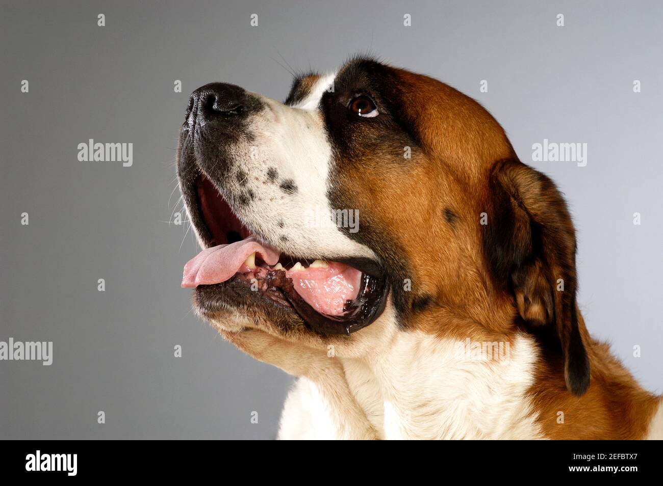Side profile of a St. Bernard dog looking up Stock Photo