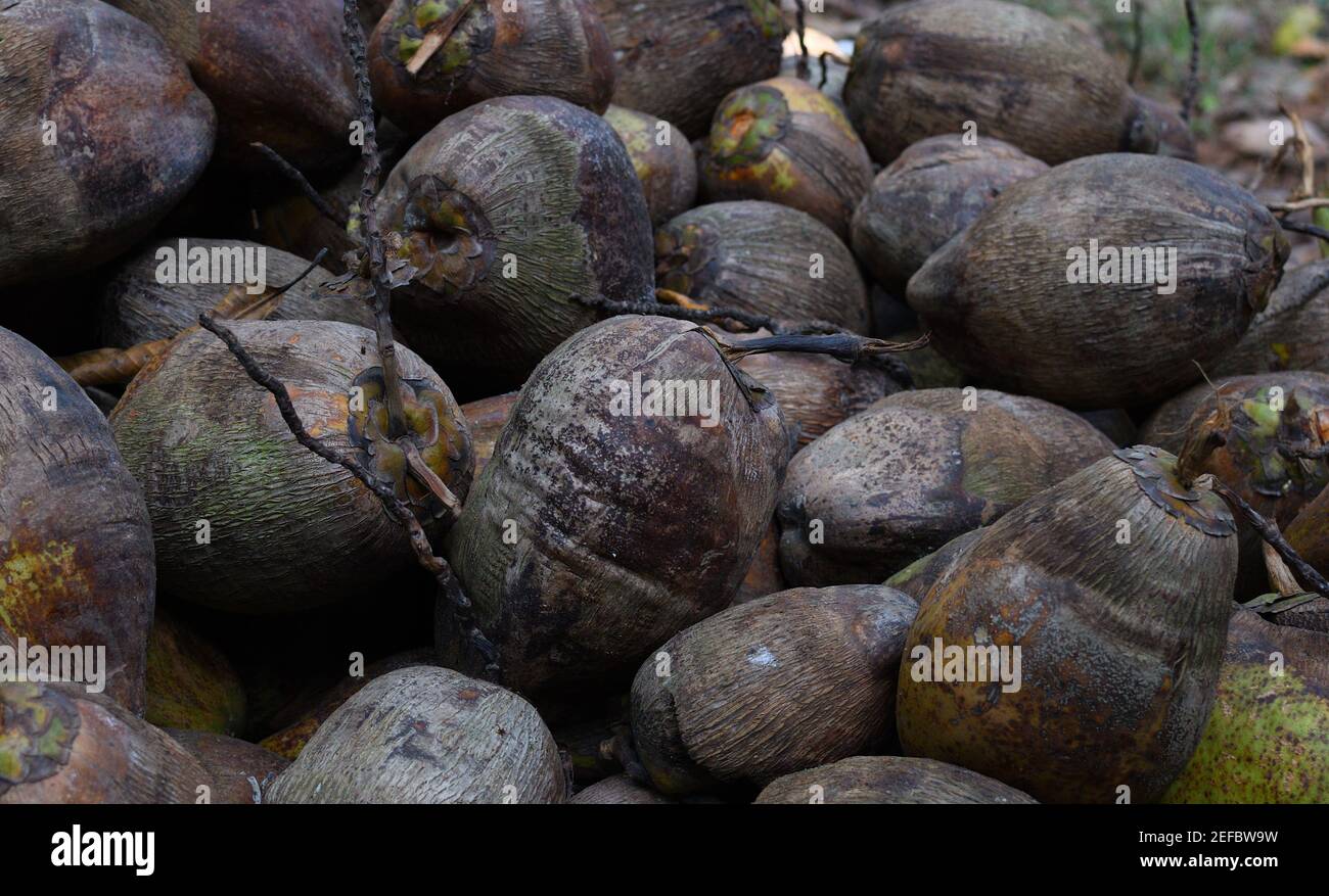 heap of coconuts in brown color Stock Photo - Alamy