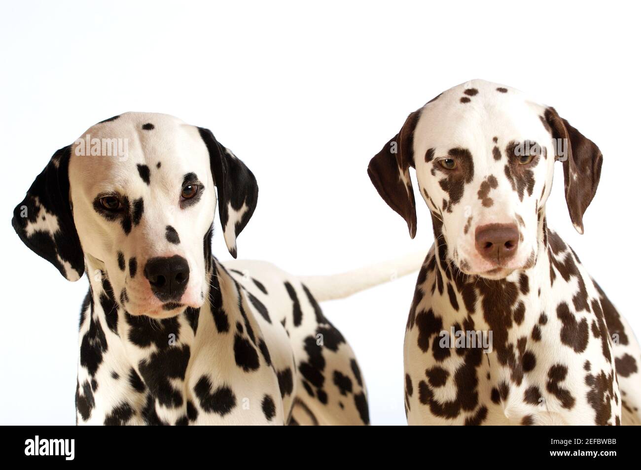 Do Dalmatians Get Along With Cats