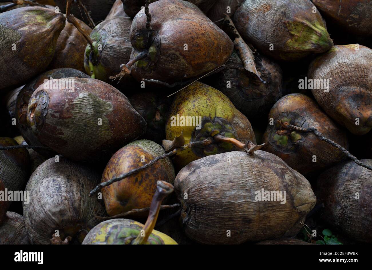 coconuts stalked on ground for drying Stock Photo