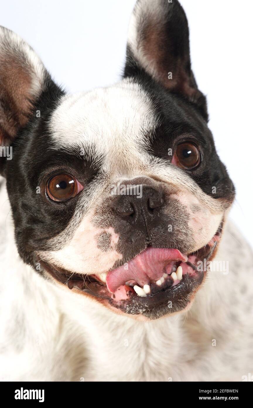 How Many Teeth Does A Boston Terrier Have