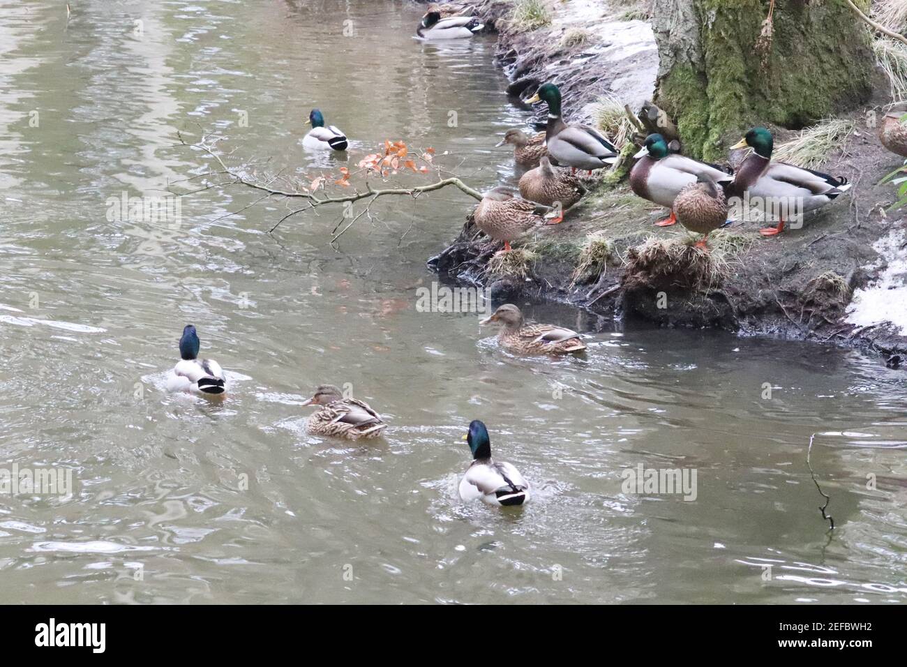 Wild ducks walk in snow hi-res stock photography and images - Alamy