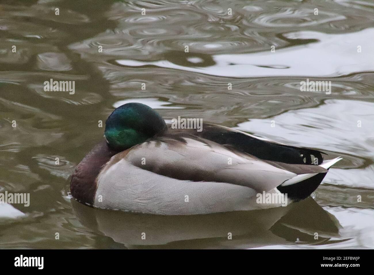 Mallard Ducks Sleeping High Resolution Stock Photography and Images Alamy