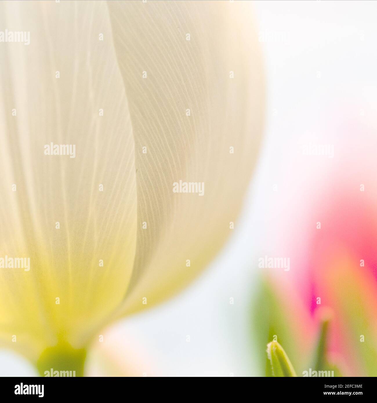 Abstract image of the base of a tulip with unfocused background. Stock Photo