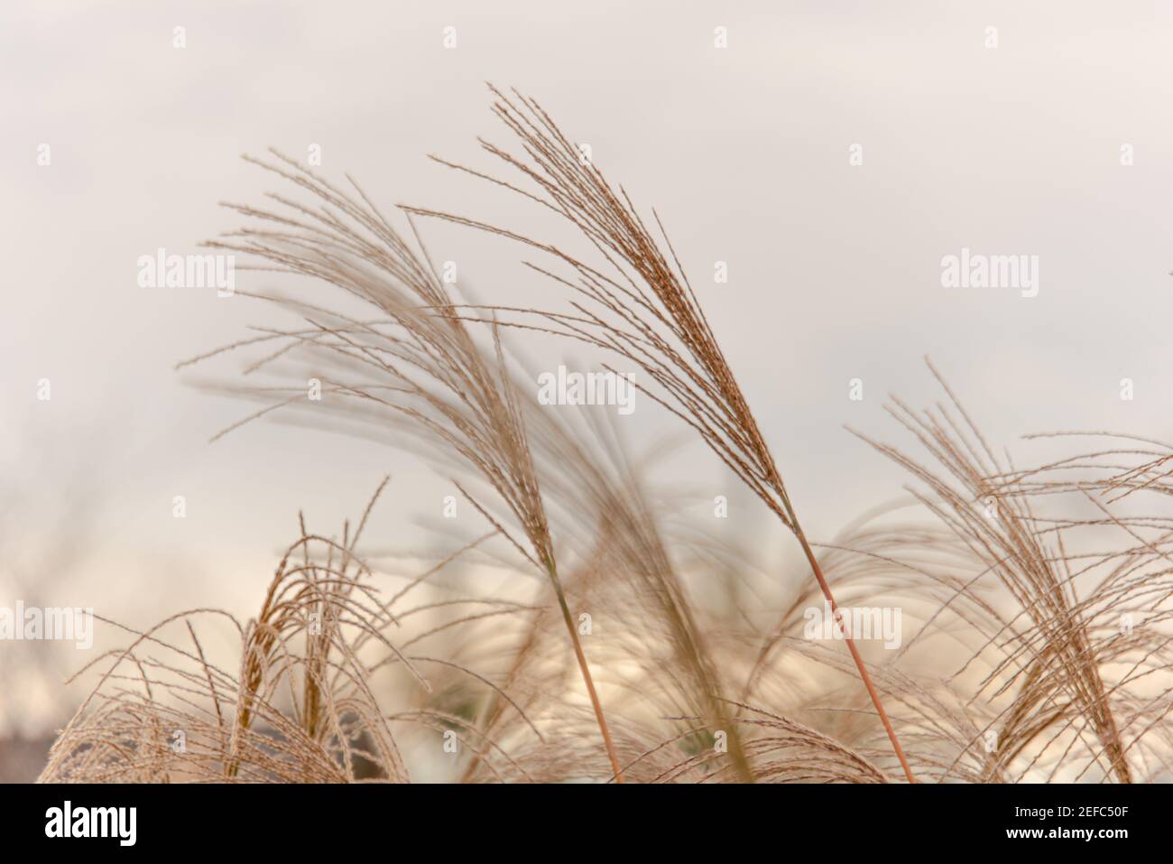 Japan background with reeds waving on backlight in the sunset moment Stock Photo