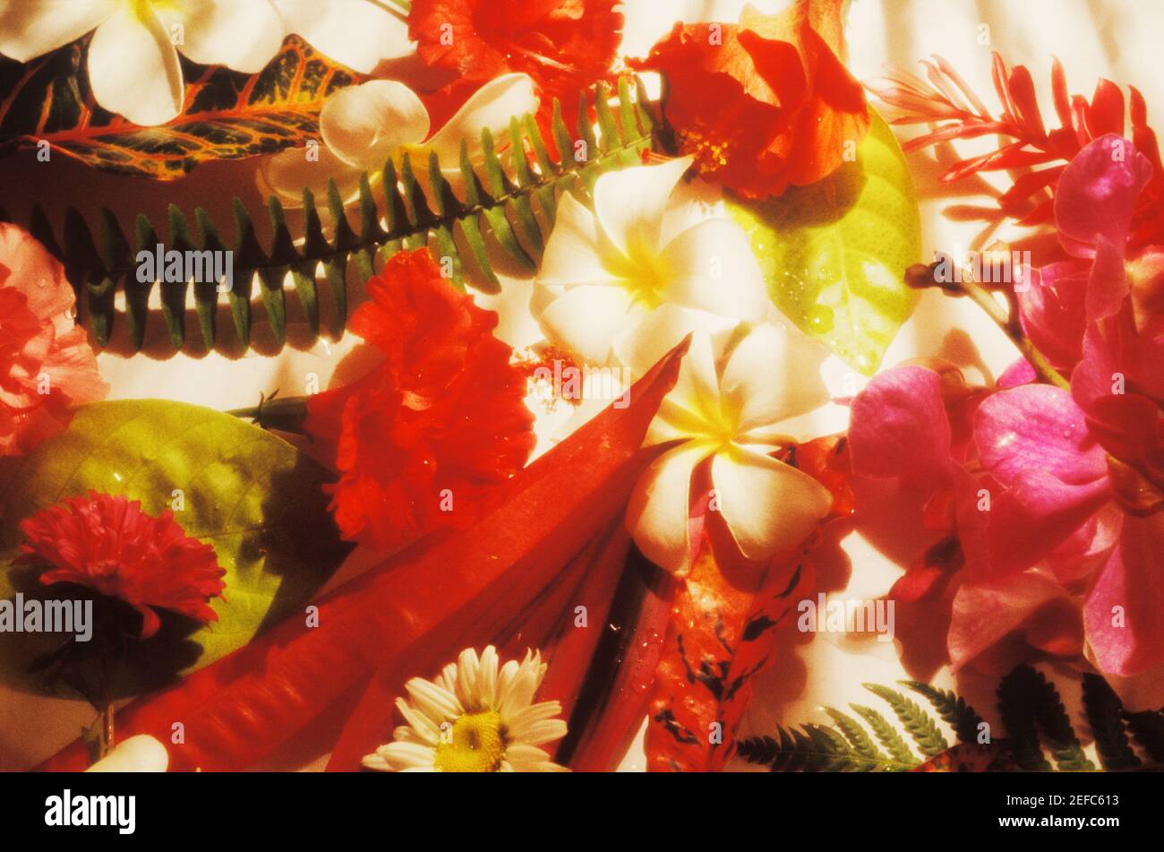 Close up assortment flower hi-res stock photography and images - Alamy