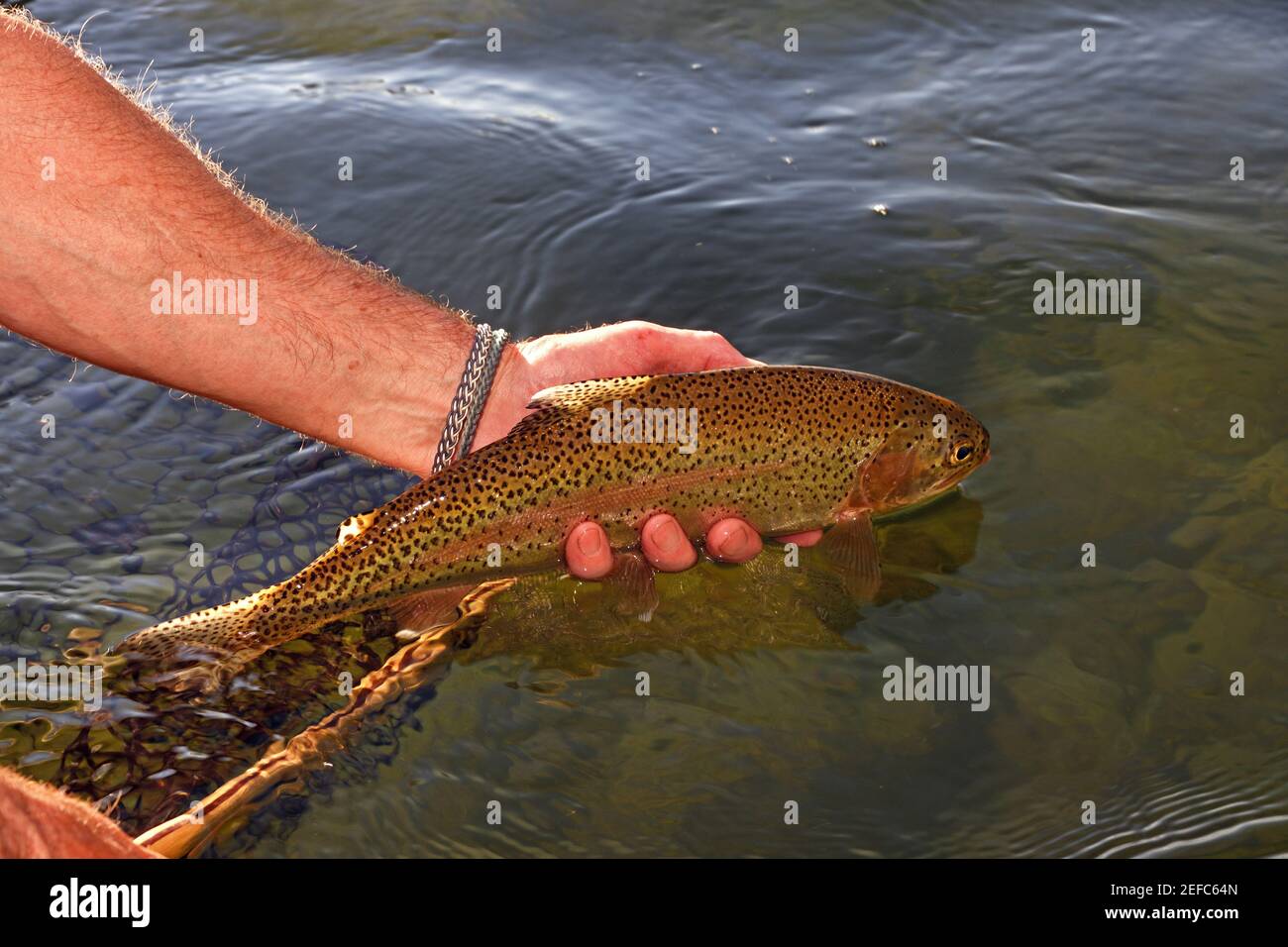 Tim Linehan  releases a cutthroat trout back into the Kootenai River in summer. Lincoln County, northwest Montana. (Photo by Randy Beacham) Stock Photo