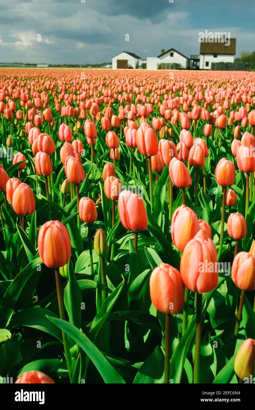 Field of pink tulip flowers, Sassenheim, Netherlands Stock Photo