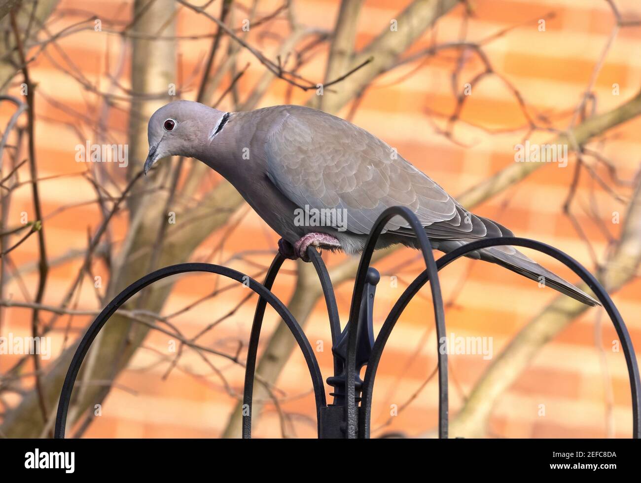 Collared Dove UK; a collared dove, Streptopelia decaocto, perching in an urban  garden, side view, Suffolk UK Stock Photo