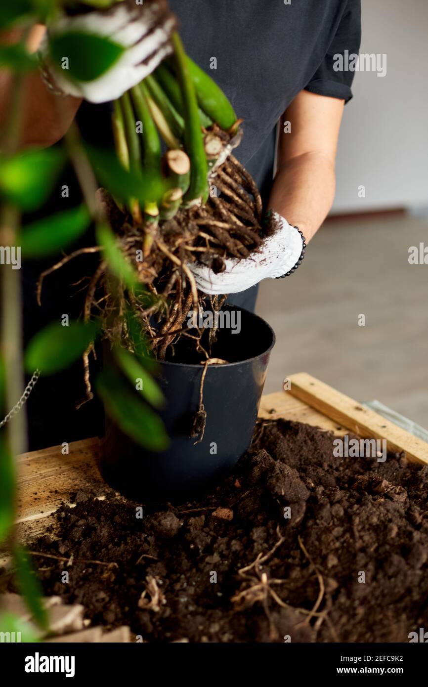 Man's Hands hold Zamioculcas plant with roots, repotting flower indoor, the houseplant pot transplant at home, Hobbies and leisure, home gardening, Cu Stock Photo