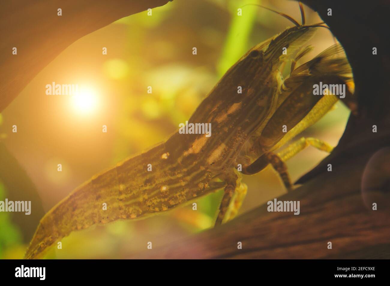 Macro shot of Freshwater Bamboo Shrimp. Atyopsis moluccensis. Stock Photo