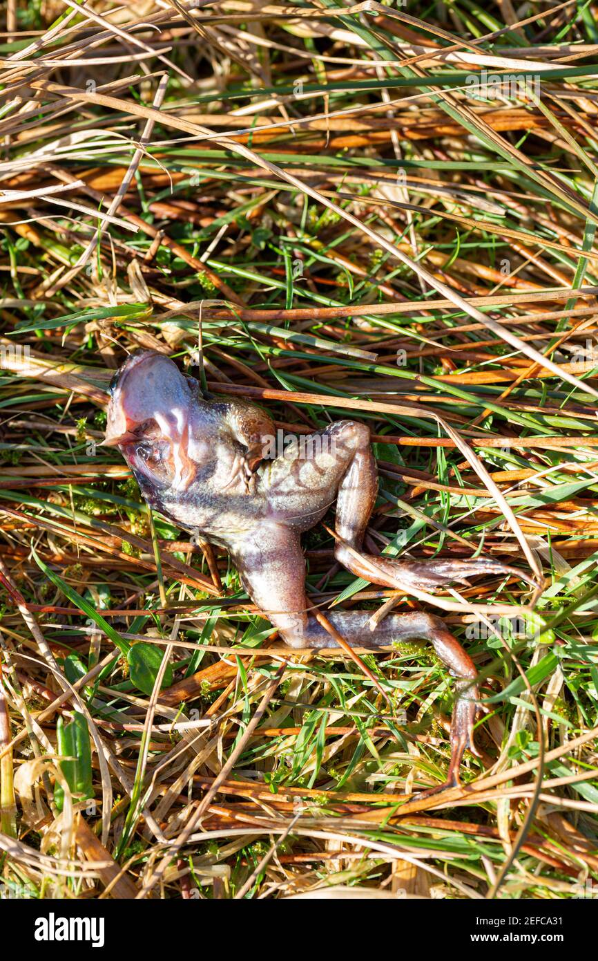 Dead frog with missing front limb Missing Stock Photo